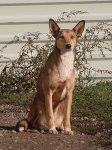 Adopter Gazel