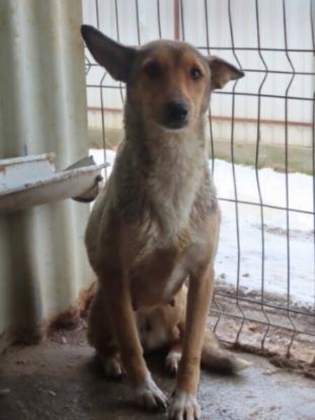 Adopter Gazel