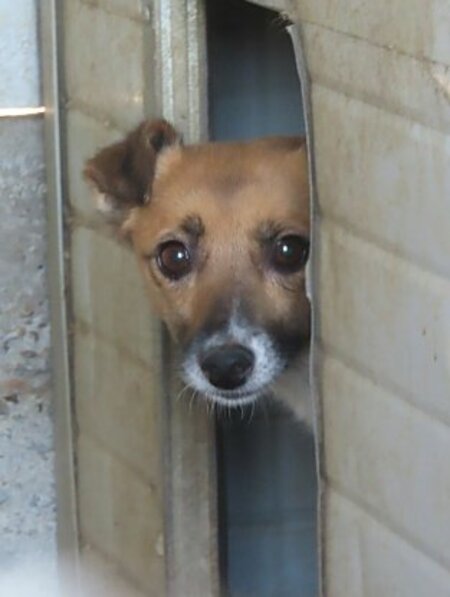 Adopter Geisha