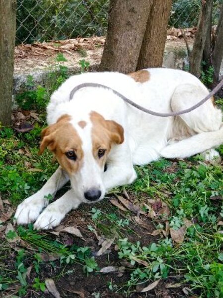 Adopter Gema