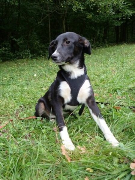 Adopter Gentiane