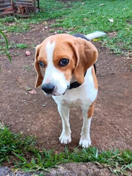 Adopter George