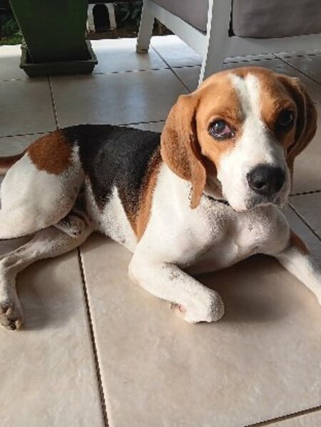 Adopter George