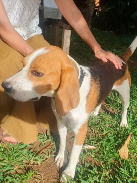 Adopter George