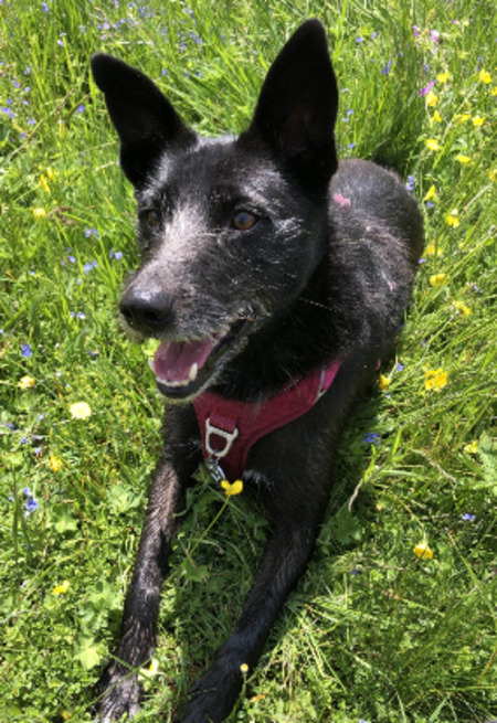 Adopter Glenda