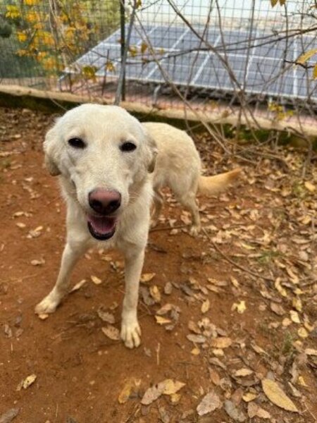 Adopter Glenda
