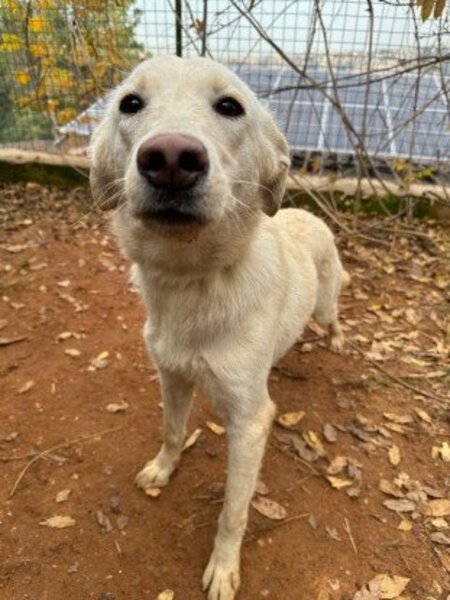Adopter Glenda