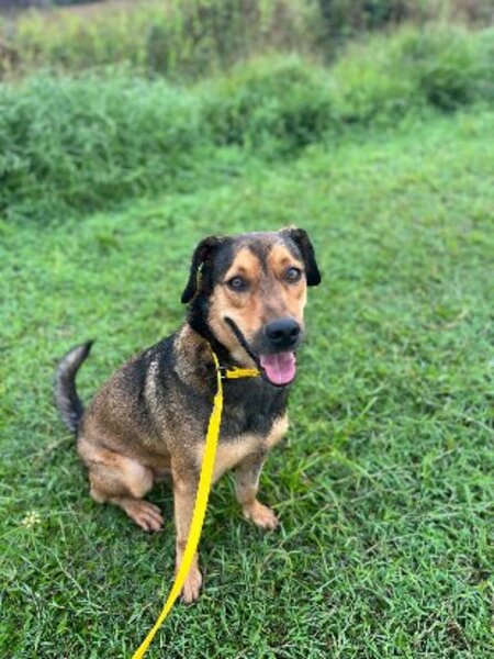 Adopter Gls