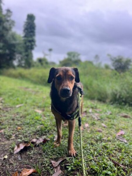 Adopter Gls