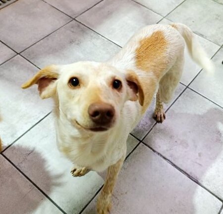 Adopter Godlokin