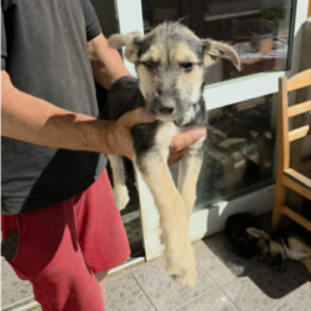 Adopter Goe