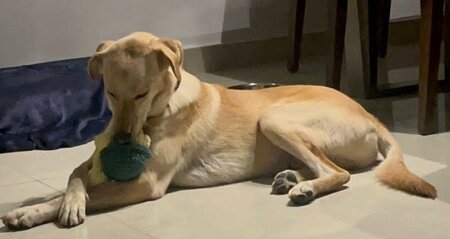 Adopter Gold