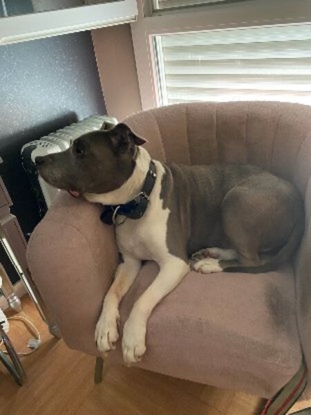 Adopter Goliath