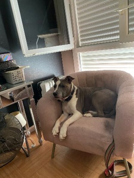 Adopter Goliath