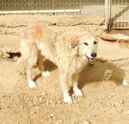 Adopter Gomez