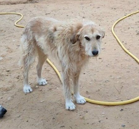Adopter Gomez