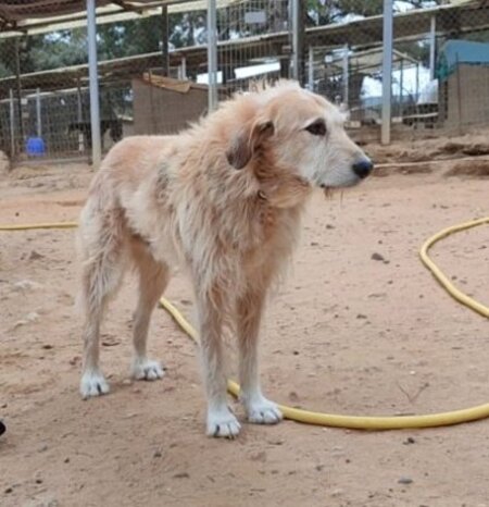 Adopter Gomez