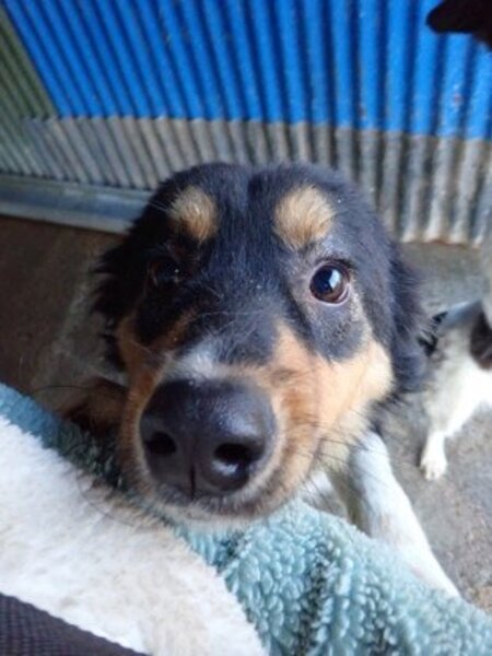 Adopter Goody