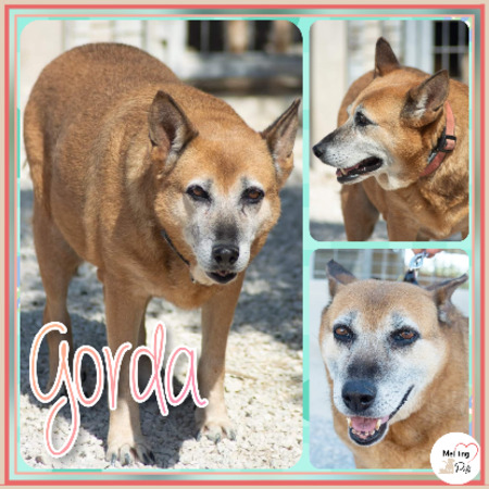 Adopter Gorda