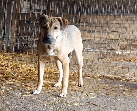 Adopter Gotham