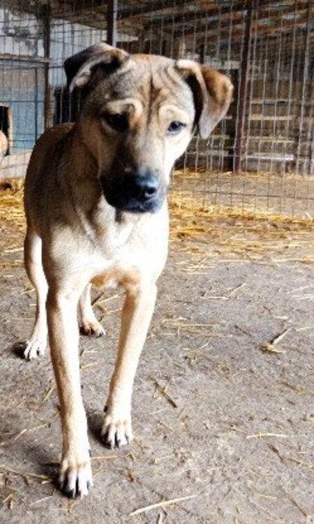 Adopter Gotham