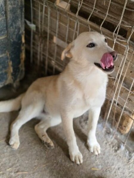 Adopter Greco