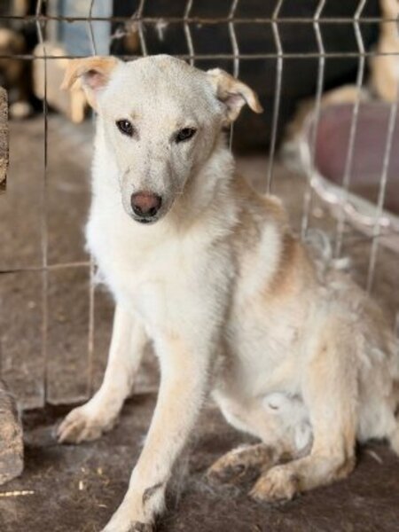 Adopter Greco