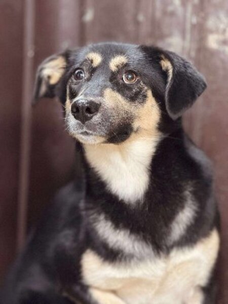 Adopter Griotte