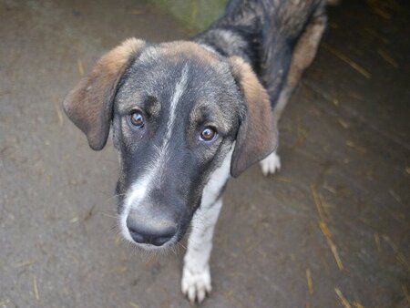 Adopter Gruia