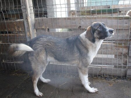 Adopter Gruia