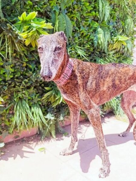 Adopter Guadalupe