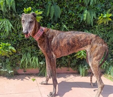 Adopter Guadalupe