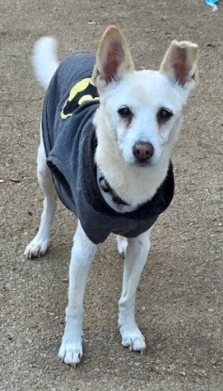Adopter Gucci