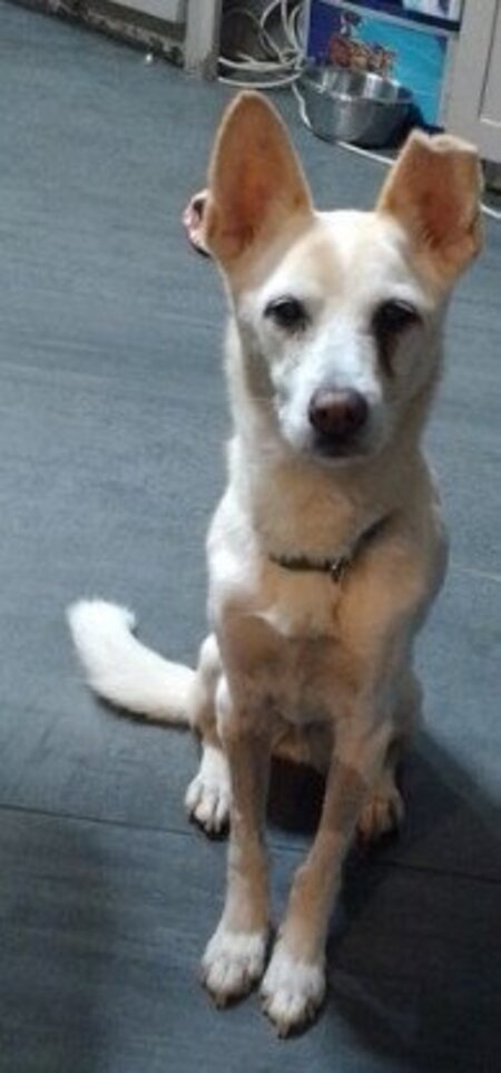Adopter Gucci