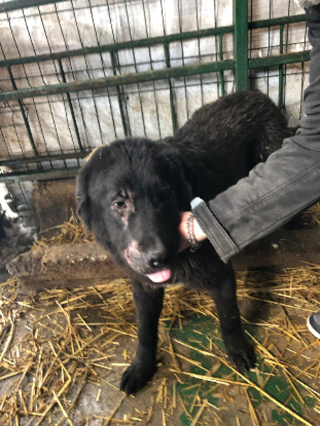 Adopter Guizmo