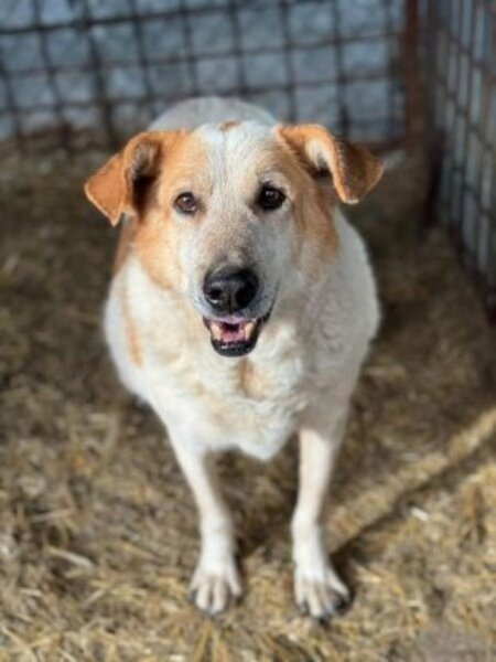 Adopter Guss