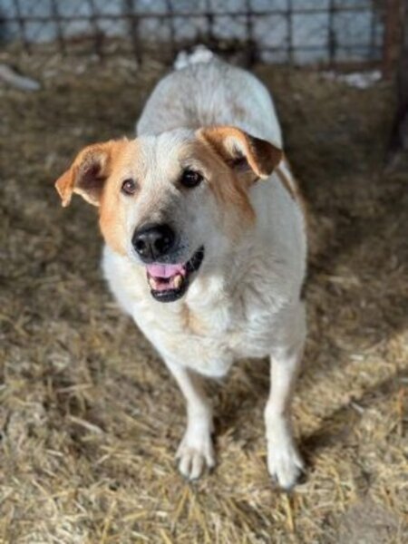 Adopter Guss