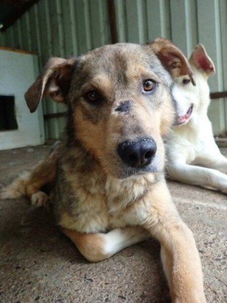 Adopter Guss