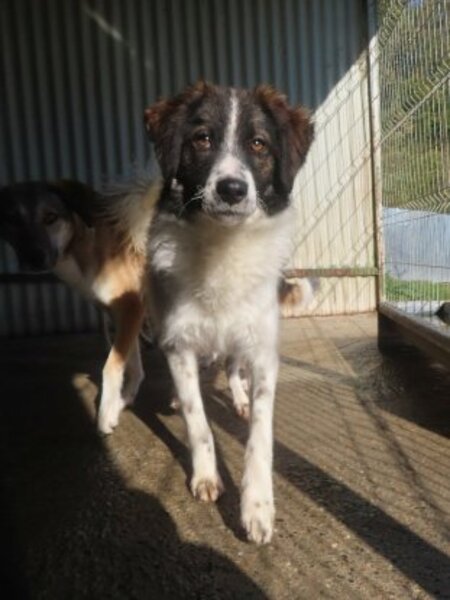 Adopter Gustave