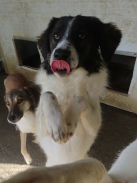 Adopter Gustave