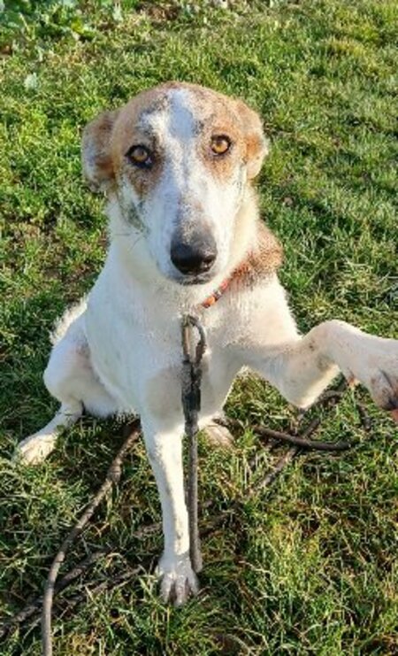 Adopter Hada