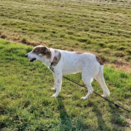 Adopter Hada