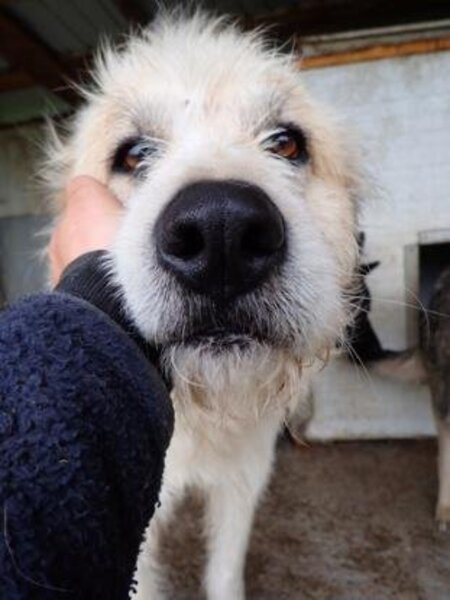 Adopter Hagrid