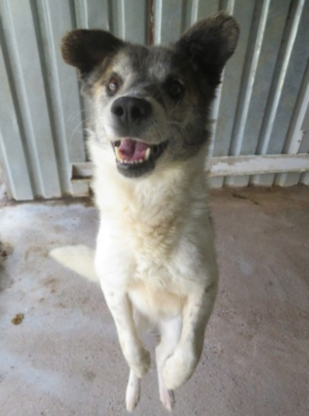 Adopter Haiduc