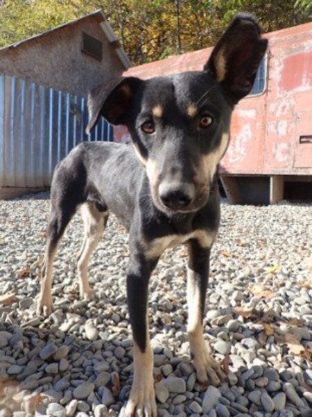 Adopter Hako