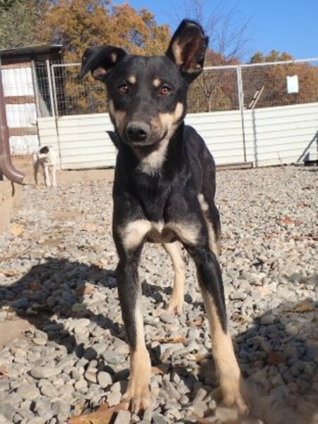 Adopter Hako