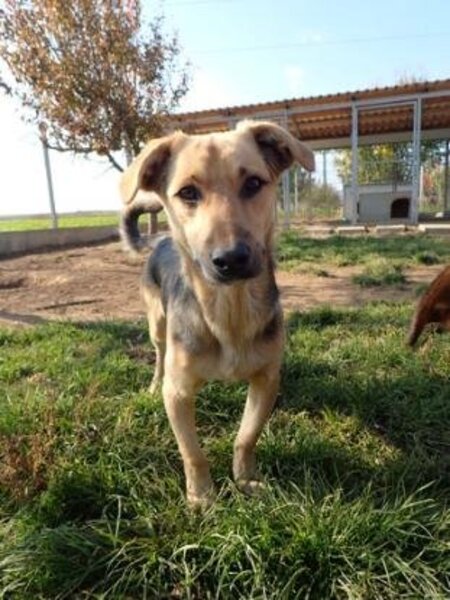 Adopter Halcyon