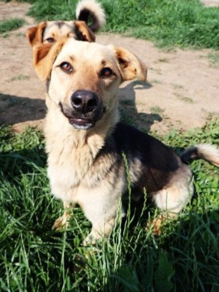 Adopter Halcyon