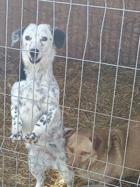 Adopter Hanaé