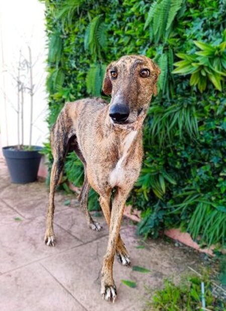 Adopter Hanko